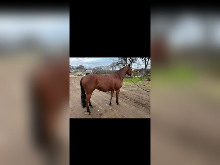 American Quarter Horse Giumenta 5 Anni 150 cm Baio in Küps