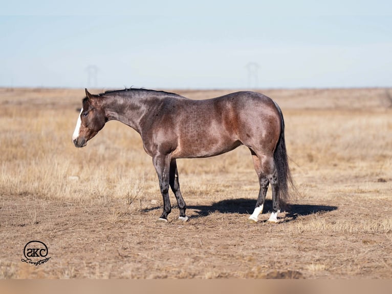 American Quarter Horse Giumenta 5 Anni 150 cm Baio roano in Canyon