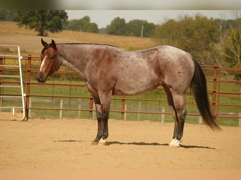 American Quarter Horse Giumenta 5 Anni 150 cm Baio roano in Fresno