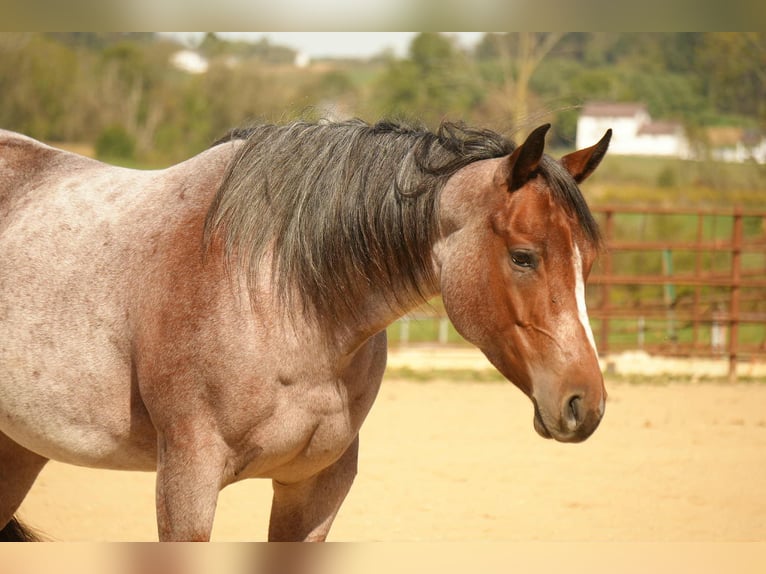 American Quarter Horse Giumenta 5 Anni 150 cm Baio roano in Fresno