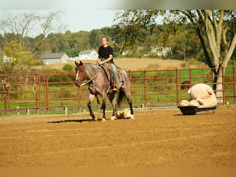 American Quarter Horse Giumenta 5 Anni 150 cm Baio roano in Fresno
