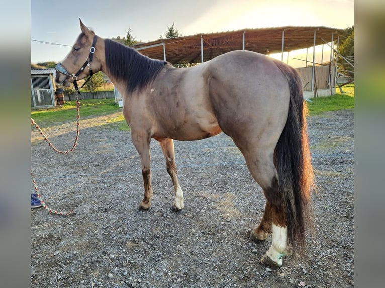 American Quarter Horse Giumenta 5 Anni 150 cm Baio scuro in Siano