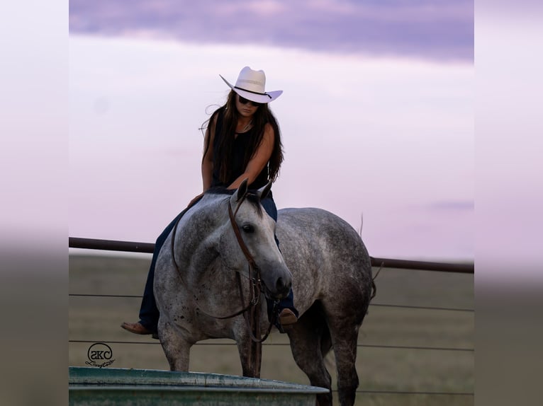 American Quarter Horse Giumenta 5 Anni 150 cm Grigio in Canyon, TX