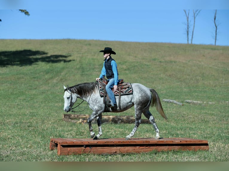 American Quarter Horse Giumenta 5 Anni 150 cm Grigio in Mount Vernon
