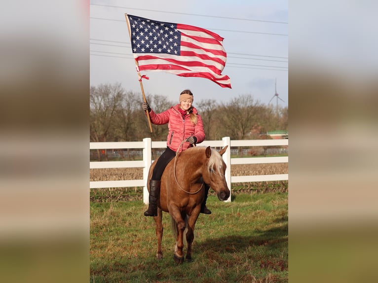 American Quarter Horse Mix Giumenta 5 Anni 150 cm Palomino in Oberhausen