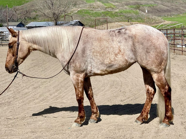 American Quarter Horse Giumenta 5 Anni 150 cm Palomino in Bitterwater CA