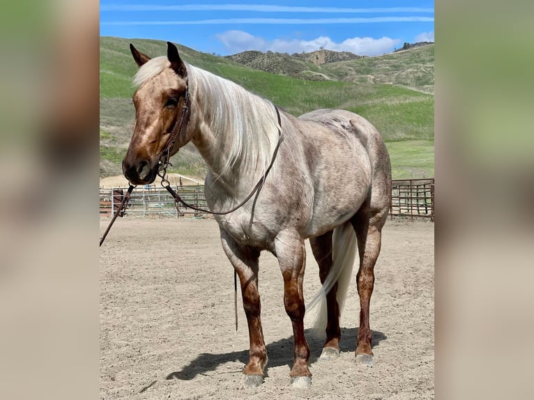 American Quarter Horse Giumenta 5 Anni 150 cm Palomino in Bitterwater CA