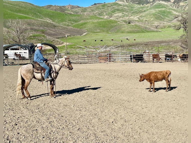 American Quarter Horse Giumenta 5 Anni 150 cm Palomino in Bitterwater CA