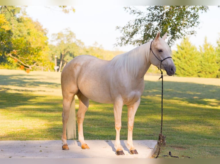 American Quarter Horse Giumenta 5 Anni 150 cm Palomino in New Holland
