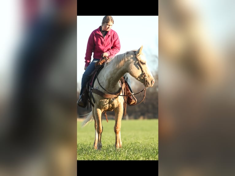 American Quarter Horse Giumenta 5 Anni 150 cm Palomino in Elgin