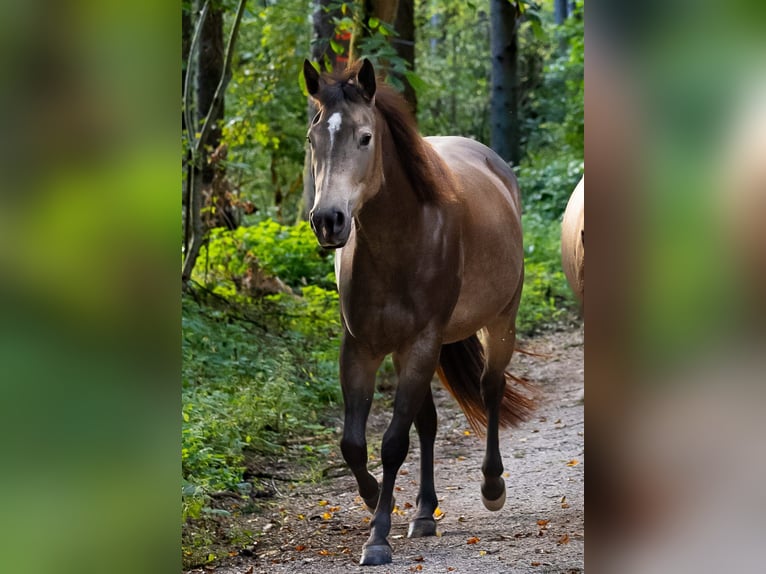 American Quarter Horse Giumenta 5 Anni 150 cm Pelle di daino in Hitzhofen
