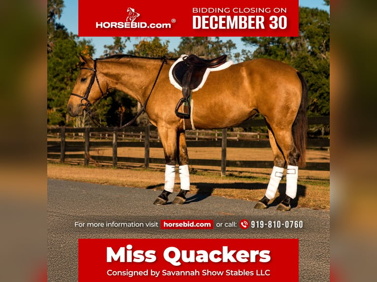 American Quarter Horse Giumenta 5 Anni 150 cm Pelle di daino in Ocala, FL