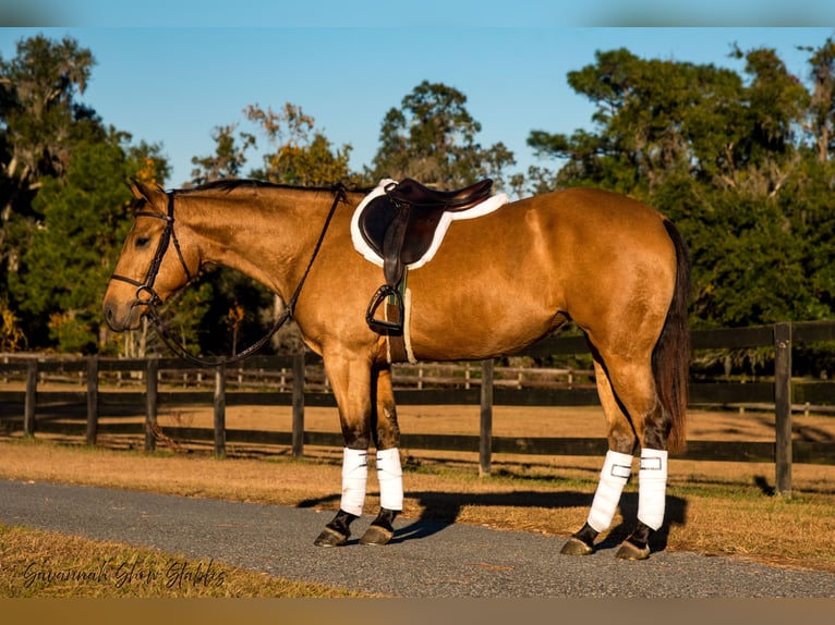 American Quarter Horse Giumenta 5 Anni 150 cm Pelle di daino in Ocala, FL