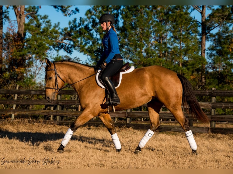 American Quarter Horse Giumenta 5 Anni 150 cm Pelle di daino in Ocala, FL