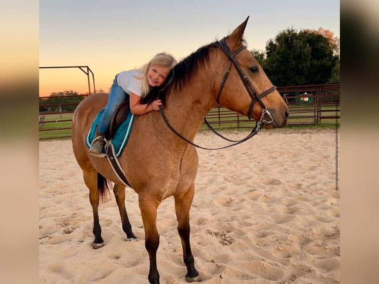 American Quarter Horse Giumenta 5 Anni 150 cm Pelle di daino in Ocala, FL