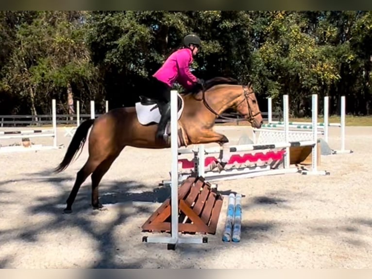 American Quarter Horse Giumenta 5 Anni 150 cm Pelle di daino in Ocala, FL