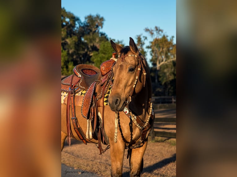 American Quarter Horse Giumenta 5 Anni 150 cm Pelle di daino in Ocala, FL