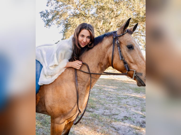 American Quarter Horse Giumenta 5 Anni 150 cm Pelle di daino in Ocala, FL