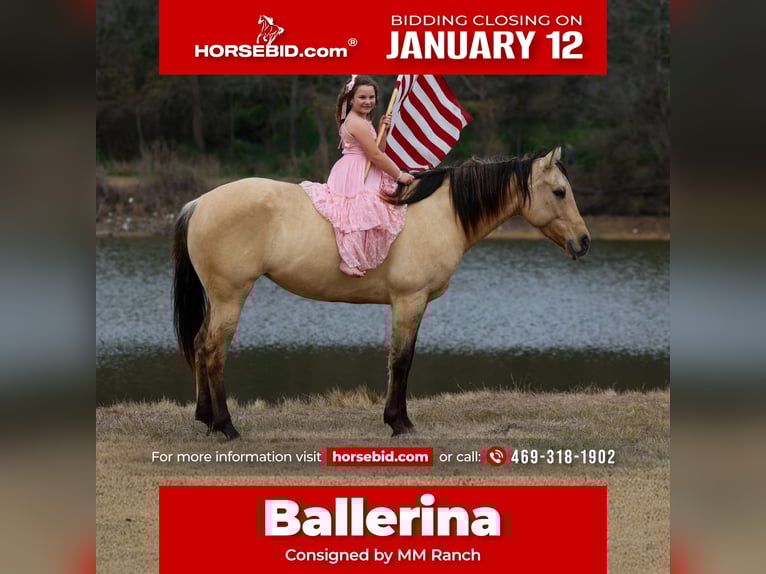 American Quarter Horse Giumenta 5 Anni 150 cm Pelle di daino in Forney