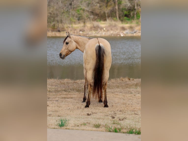 American Quarter Horse Giumenta 5 Anni 150 cm Pelle di daino in Forney