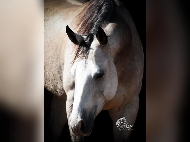 American Quarter Horse Giumenta 5 Anni 150 cm Pelle di daino in Cody, WY