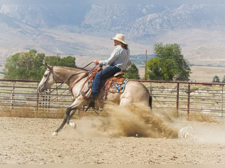 American Quarter Horse Giumenta 5 Anni 150 cm Pelle di daino in Cody, WY