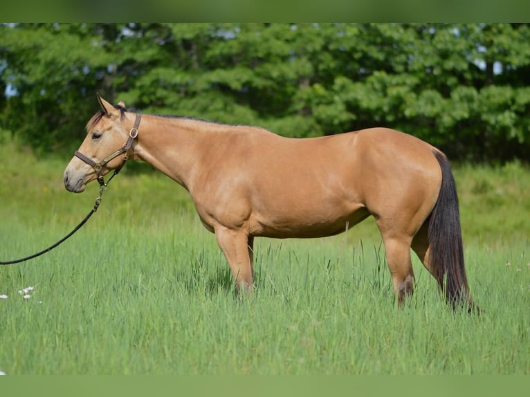 American Quarter Horse Giumenta 5 Anni 150 cm Pelle di daino in Rochester, MA