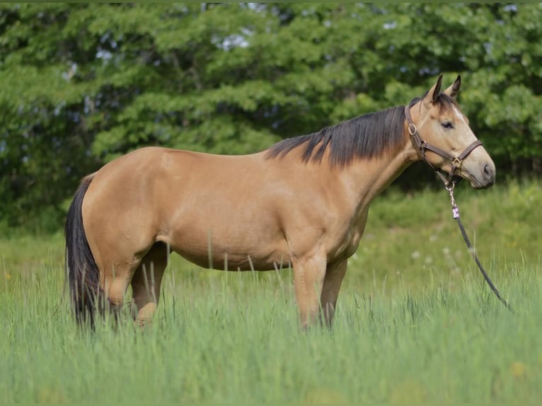 American Quarter Horse Giumenta 5 Anni 150 cm Pelle di daino in Rochester, MA
