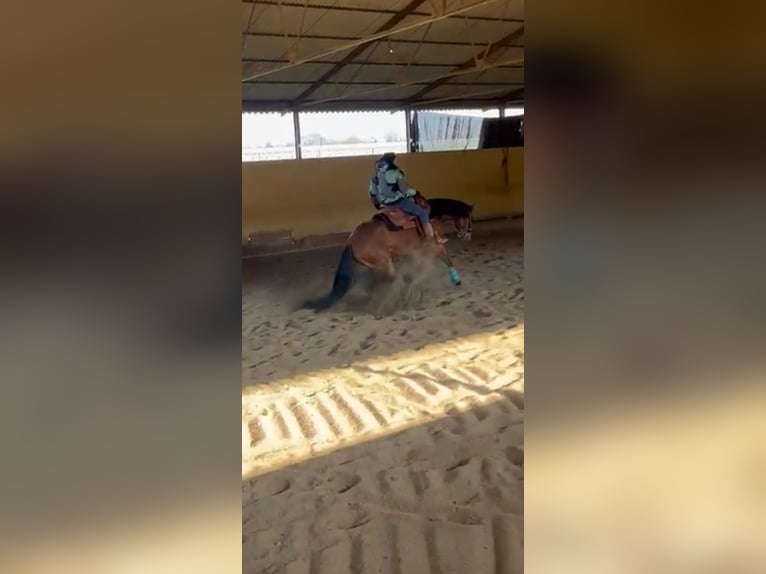 American Quarter Horse Giumenta 5 Anni 150 cm Red dun in TREVISO