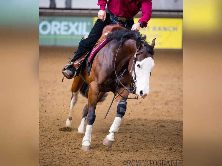 American Quarter Horse Giumenta 5 Anni 150 cm in Rhede