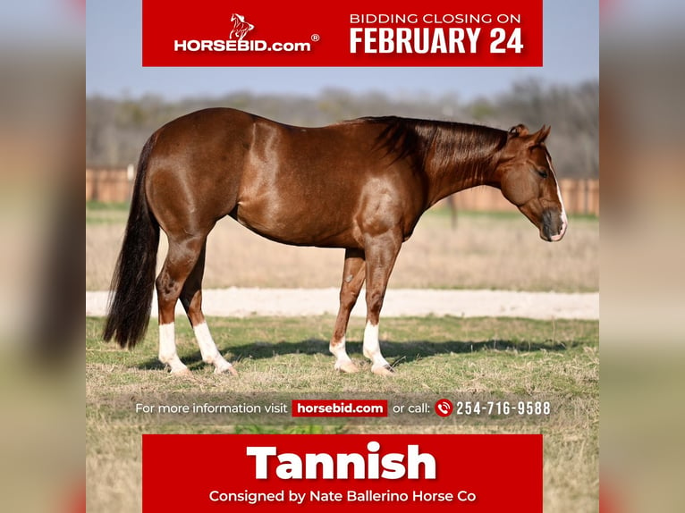 American Quarter Horse Giumenta 5 Anni 150 cm Sauro ciliegia in Waco, TX