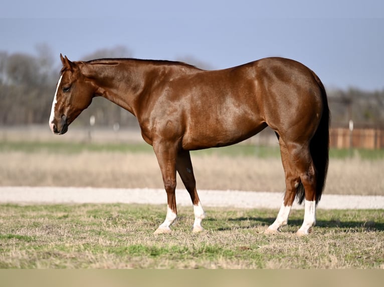 American Quarter Horse Giumenta 5 Anni 150 cm Sauro ciliegia in Waco, TX