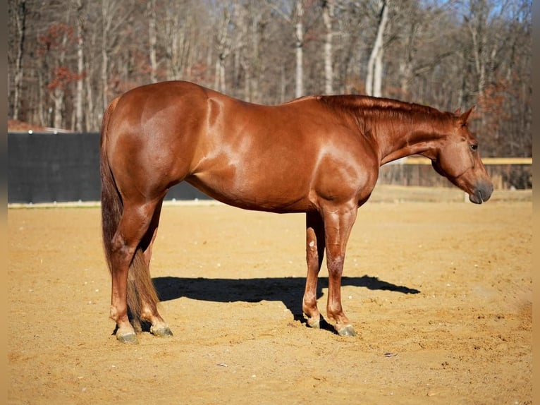 American Quarter Horse Giumenta 5 Anni 150 cm Sauro ciliegia in Madisonville