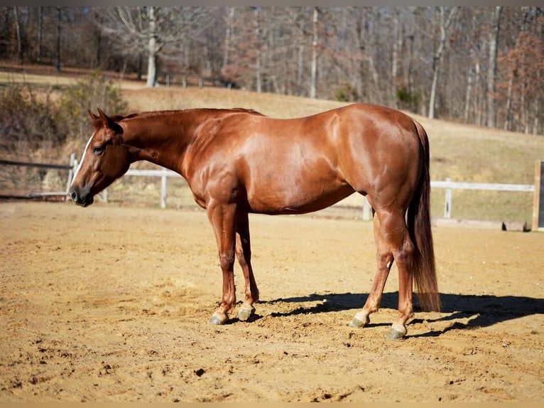American Quarter Horse Giumenta 5 Anni 150 cm Sauro ciliegia in Madisonville