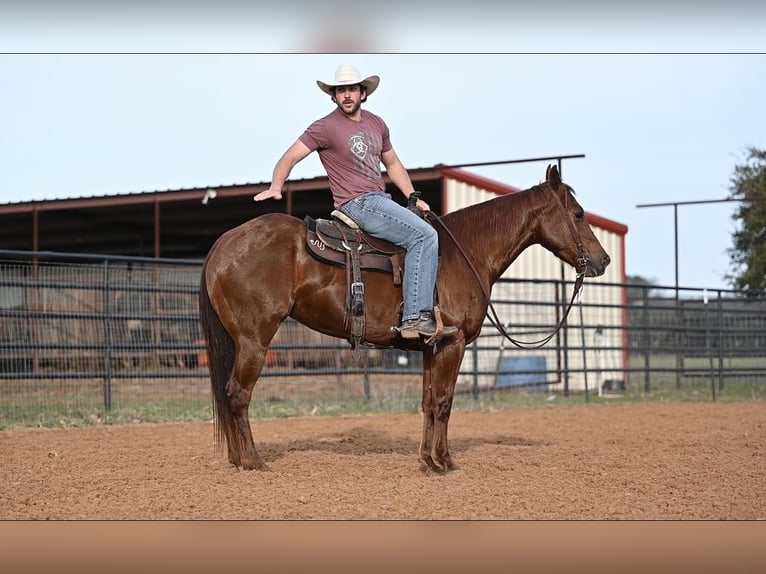 American Quarter Horse Giumenta 5 Anni 150 cm Sauro ciliegia in Waco, TX