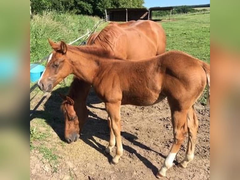 American Quarter Horse Giumenta 5 Anni 150 cm Sauro ciliegia in Marcilly sur Eure