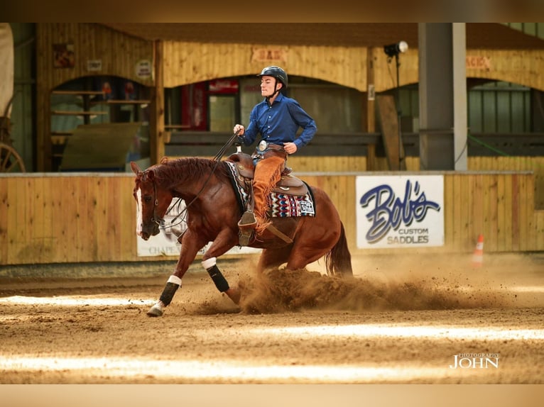 American Quarter Horse Giumenta 5 Anni 150 cm Sauro ciliegia in Marcilly sur Eure