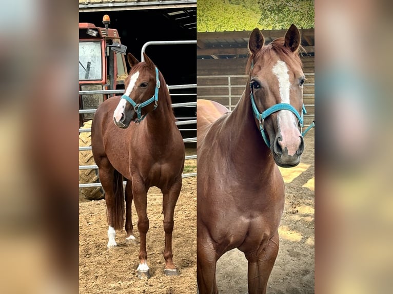 American Quarter Horse Giumenta 5 Anni 150 cm Sauro ciliegia in Marcilly sur Eure