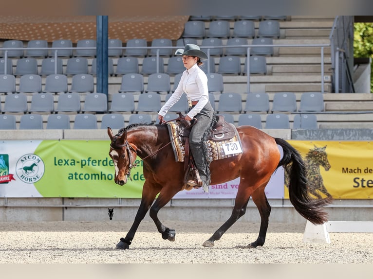 American Quarter Horse Giumenta 5 Anni 151 cm Baio in Schwalmtal