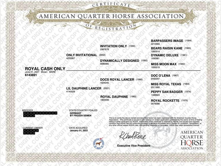 American Quarter Horse Giumenta 5 Anni 151 cm Baio in Schwalmtal