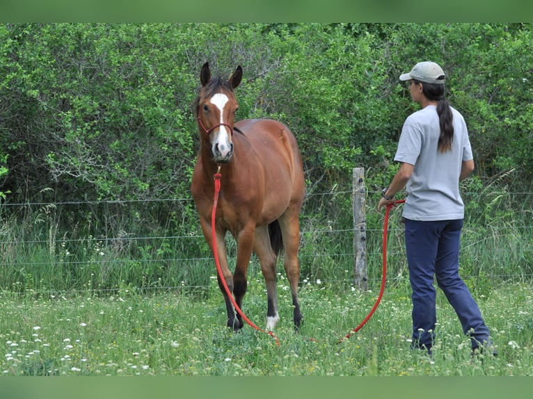 American Quarter Horse Giumenta 5 Anni 151 cm Falbo in Nový Šaldorf-Sedlešovice - Sedlešovice