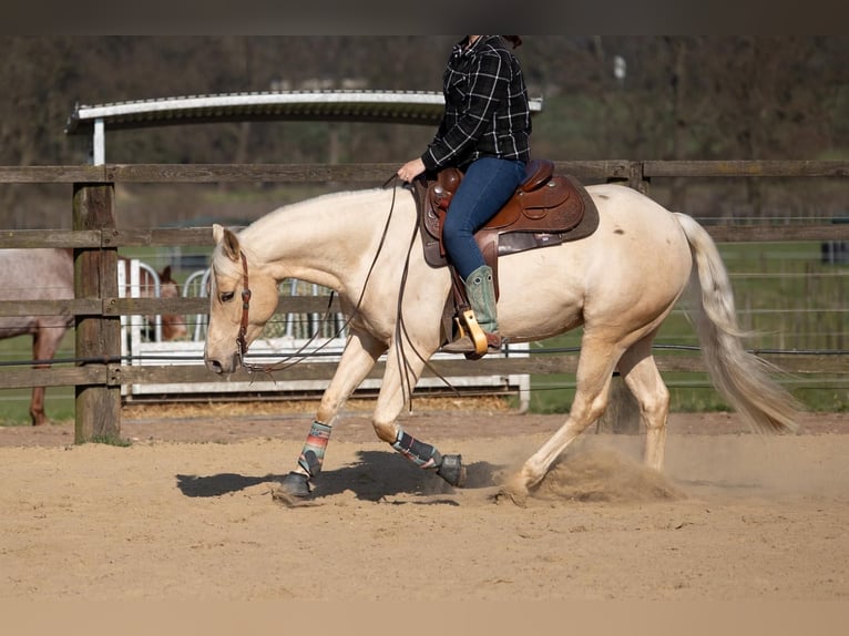 American Quarter Horse Giumenta 5 Anni 151 cm Palomino in Dinslaken