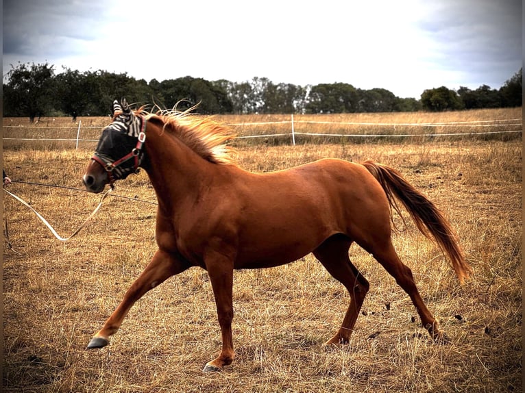 American Quarter Horse Mix Giumenta 5 Anni 151 cm Sauro in Eisenach