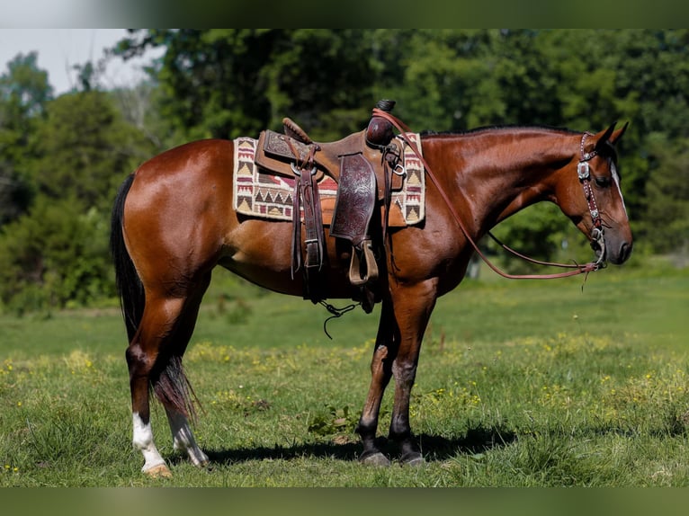 American Quarter Horse Giumenta 5 Anni 152 cm Baio ciliegia in Mount Vernon, KY