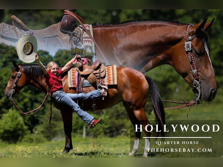 American Quarter Horse Giumenta 5 Anni 152 cm Baio ciliegia in Mount Vernon, KY