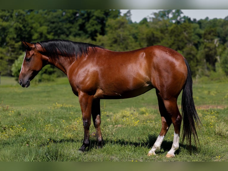 American Quarter Horse Giumenta 5 Anni 152 cm Baio ciliegia in Mount Vernon, KY