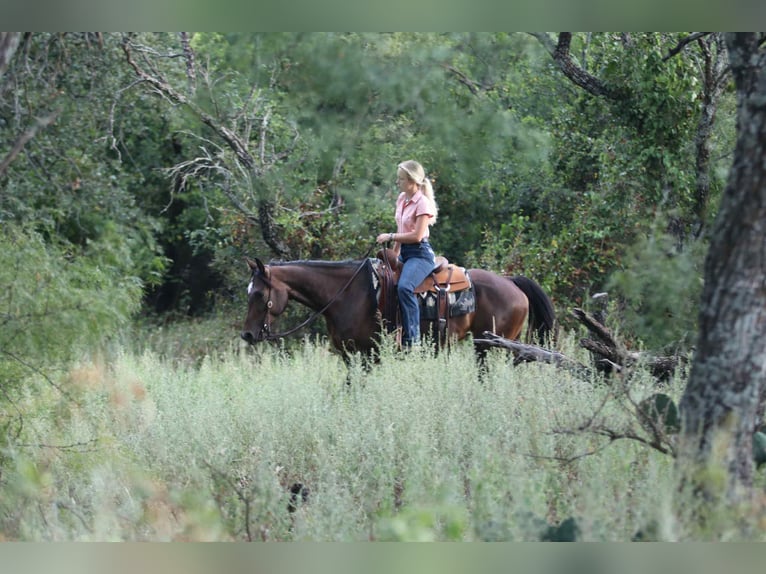 American Quarter Horse Giumenta 5 Anni 152 cm Baio ciliegia in lipan TX