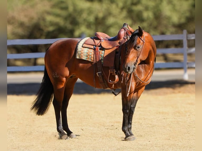 American Quarter Horse Giumenta 5 Anni 152 cm Baio ciliegia in Waterford, CA