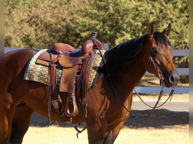 American Quarter Horse Giumenta 5 Anni 152 cm Baio ciliegia in Waterford, CA