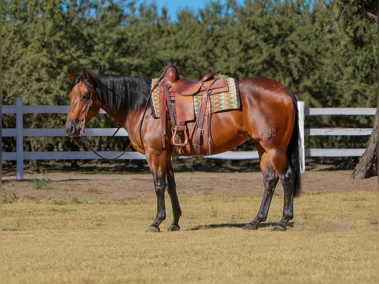 American Quarter Horse Giumenta 5 Anni 152 cm Baio ciliegia in Waterford, CA